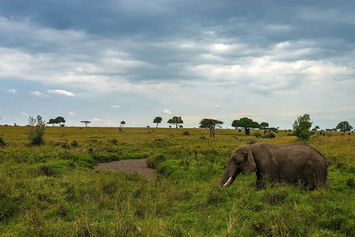 Elephant walking through the Maasai Mara landscape in Kenya