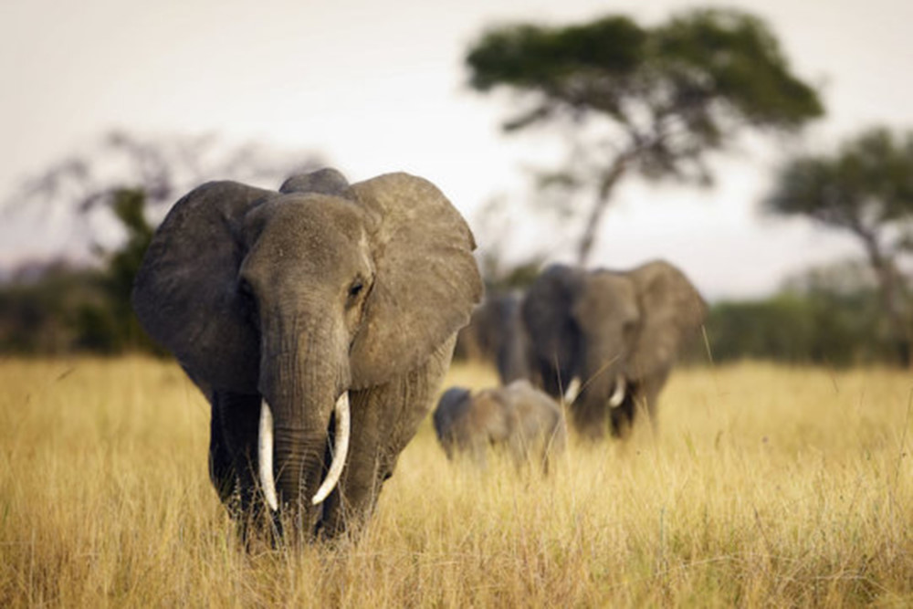 Kenya Safari