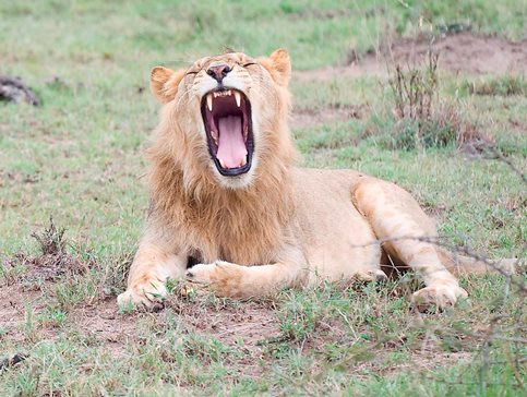 Masai Mara National Reserve – Home to Wildebeest Migration